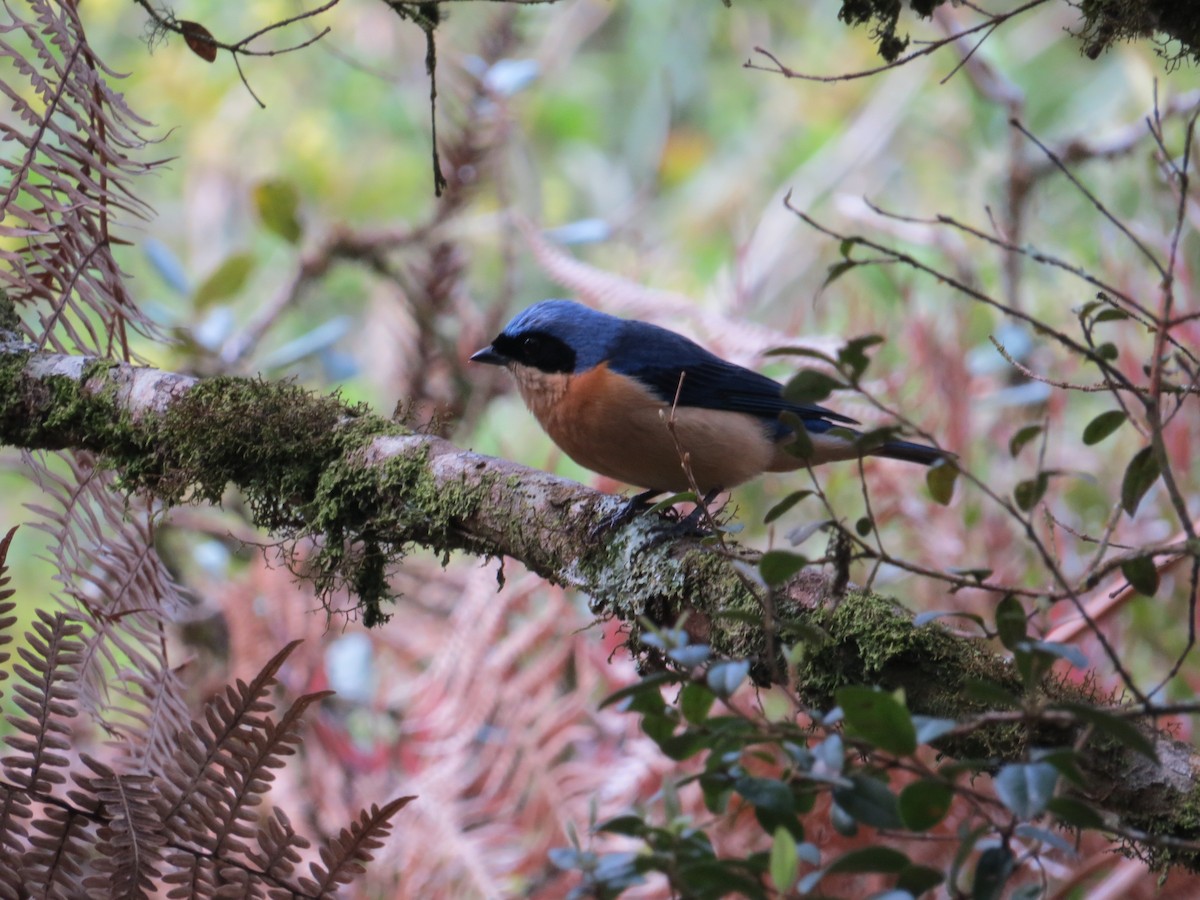 Fawn-breasted Tanager - ML643314368