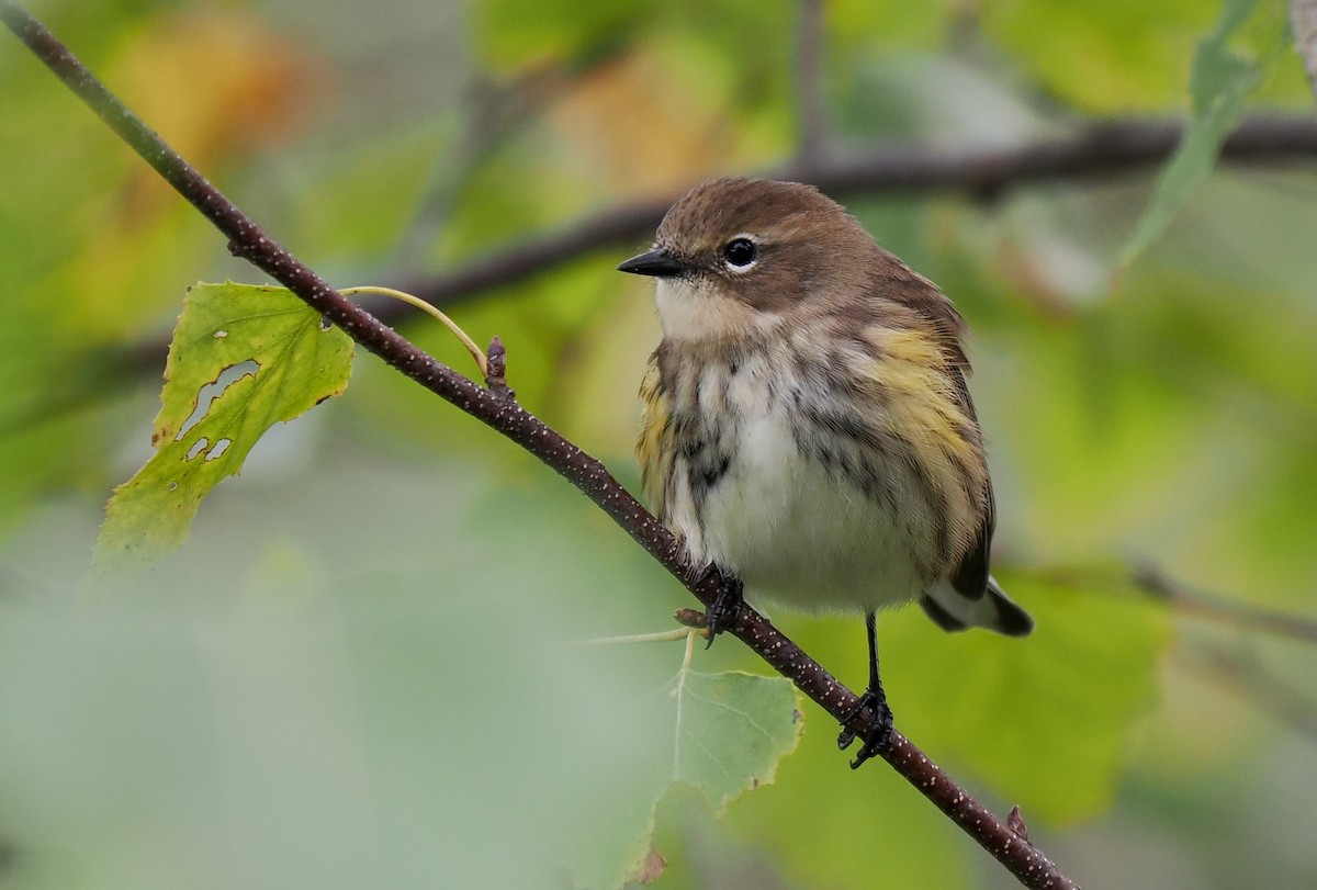 Yellow-rumped Warbler - ML643314369
