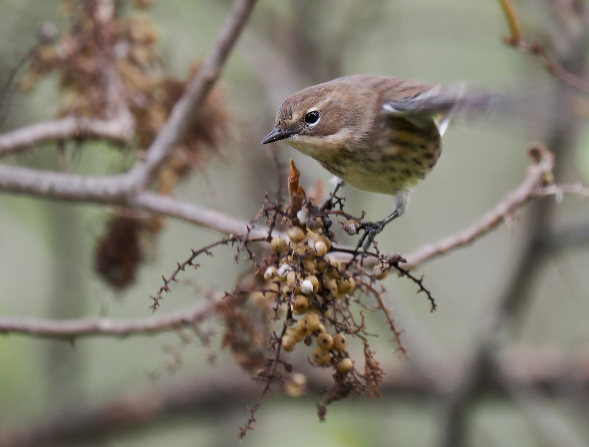 Yellow-rumped Warbler - ML643314376