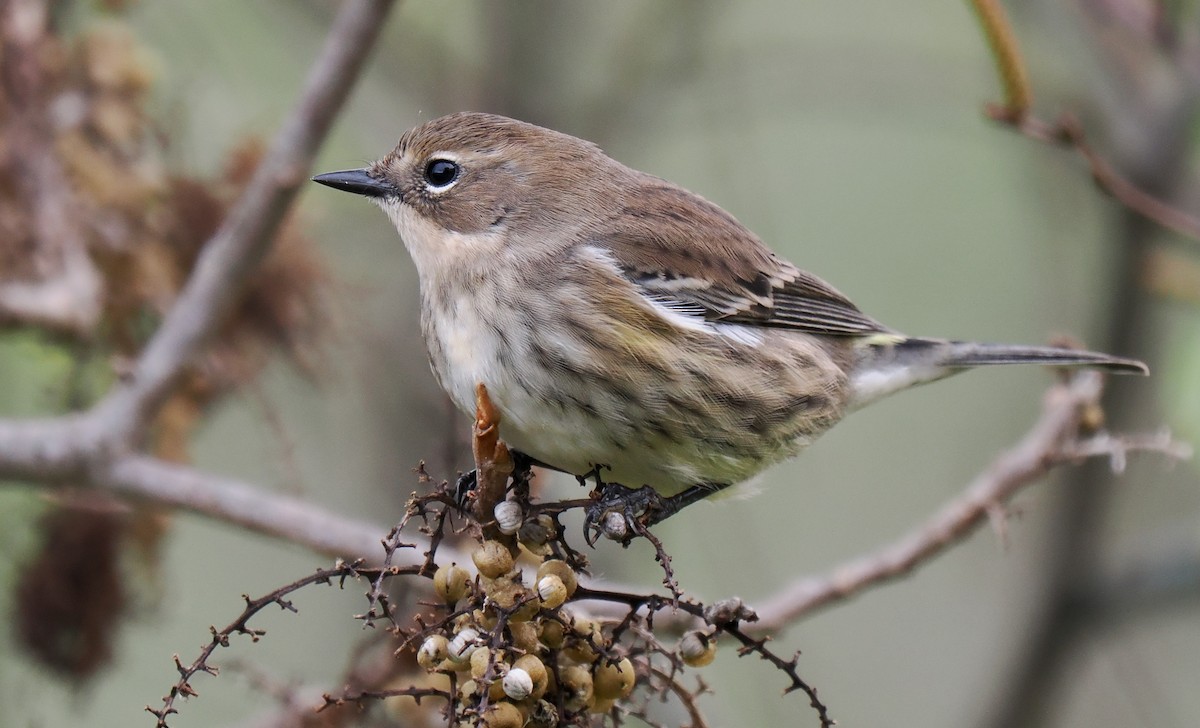 Yellow-rumped Warbler - ML643314388