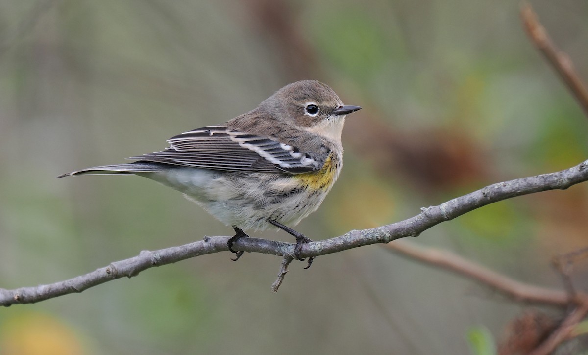 Yellow-rumped Warbler - ML643314397
