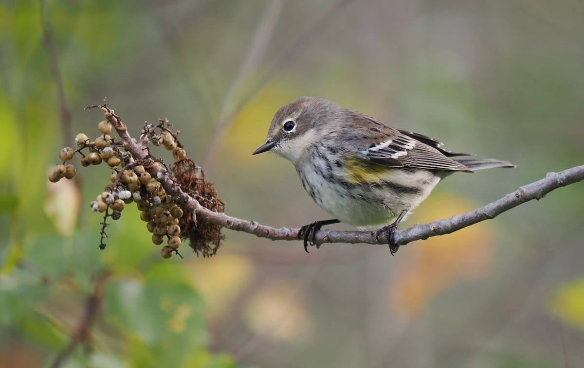 Yellow-rumped Warbler - ML643314410