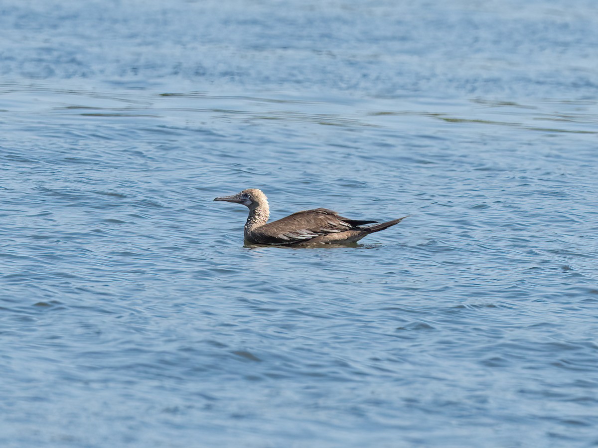 Red-footed Booby - ML643314418