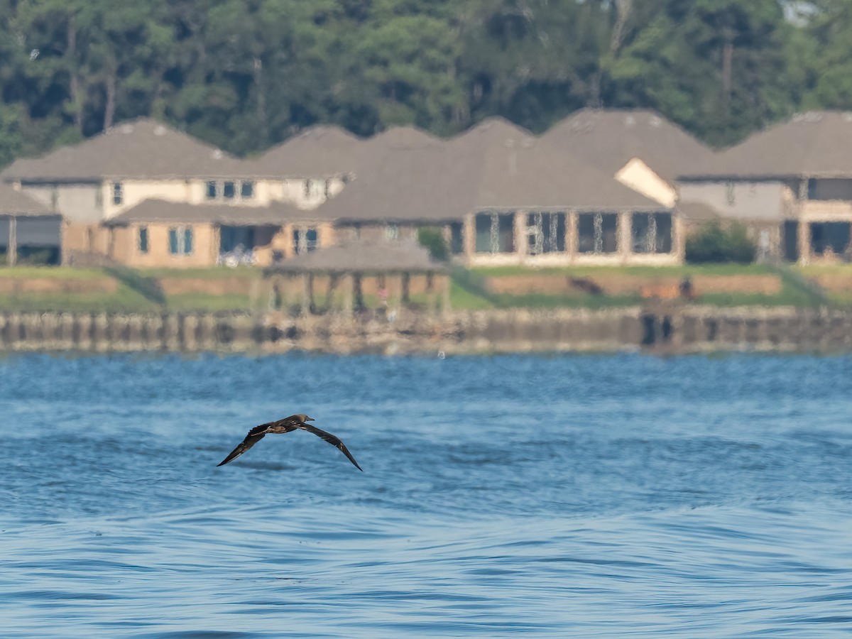 Red-footed Booby - ML643314419