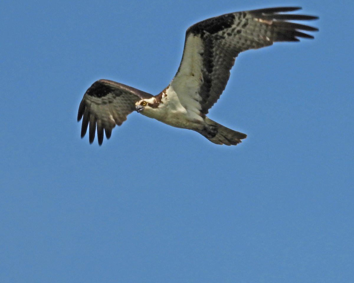 Osprey - ML643314420