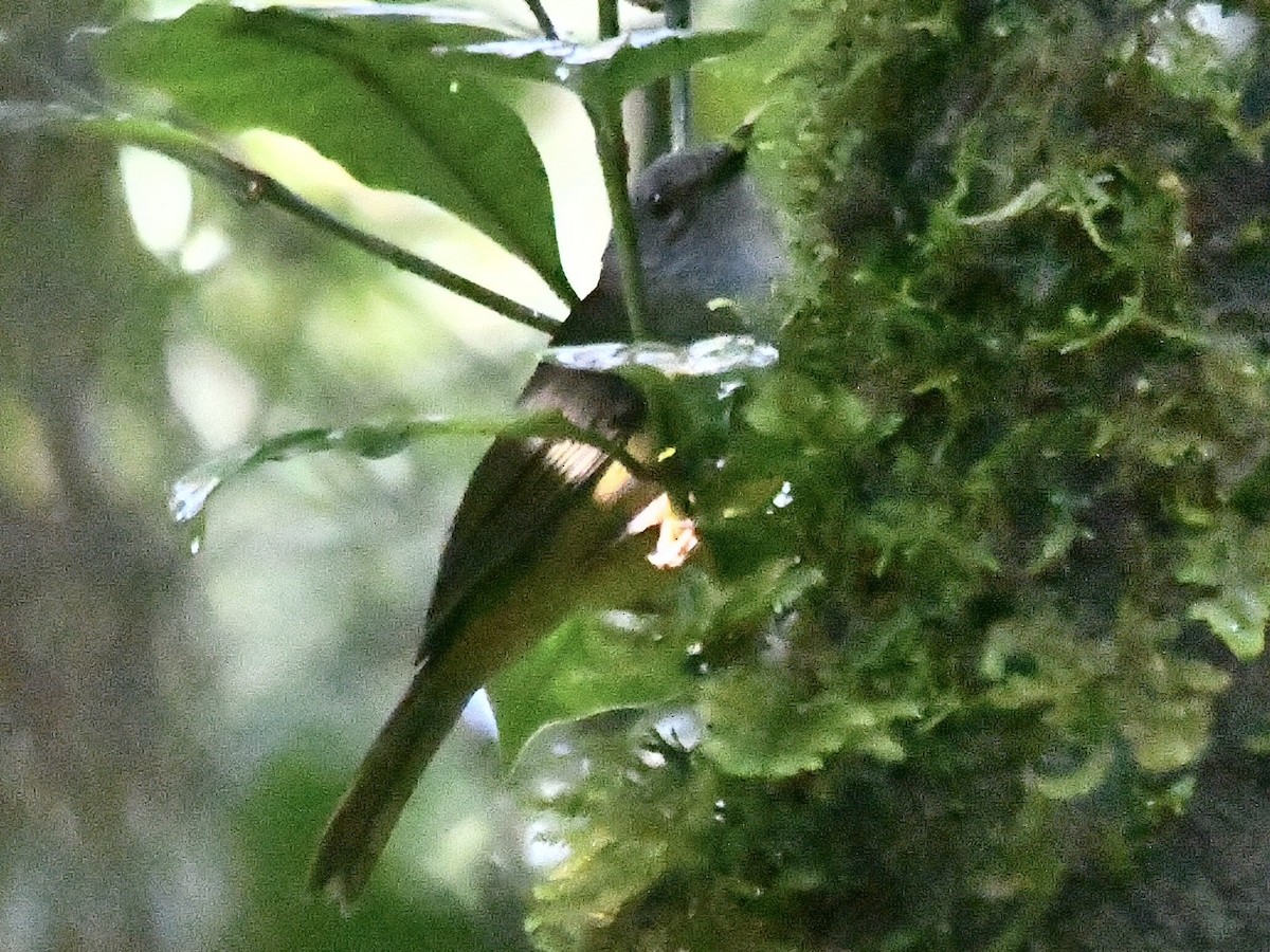 Gray-throated Warbler - ML643314423