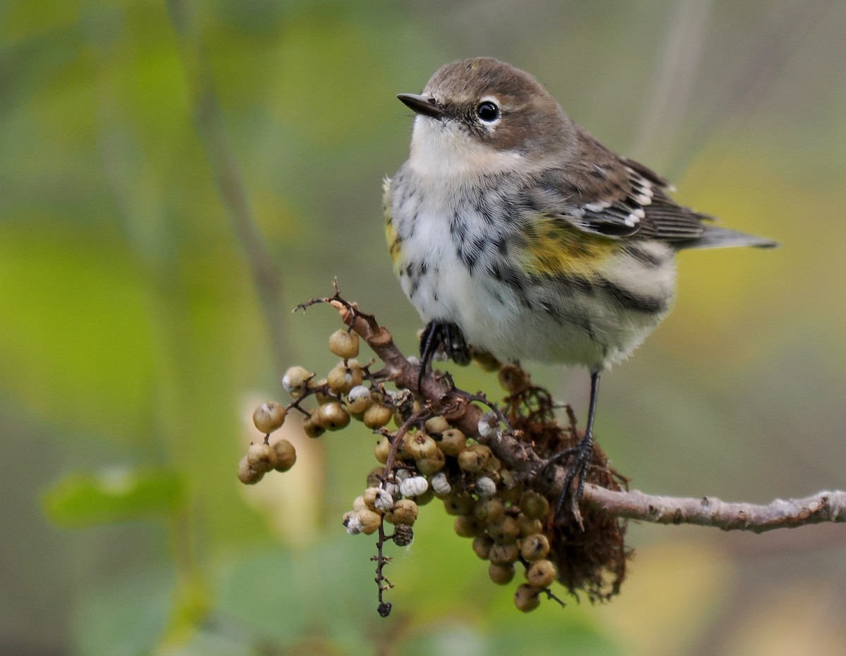 Yellow-rumped Warbler - ML643314424