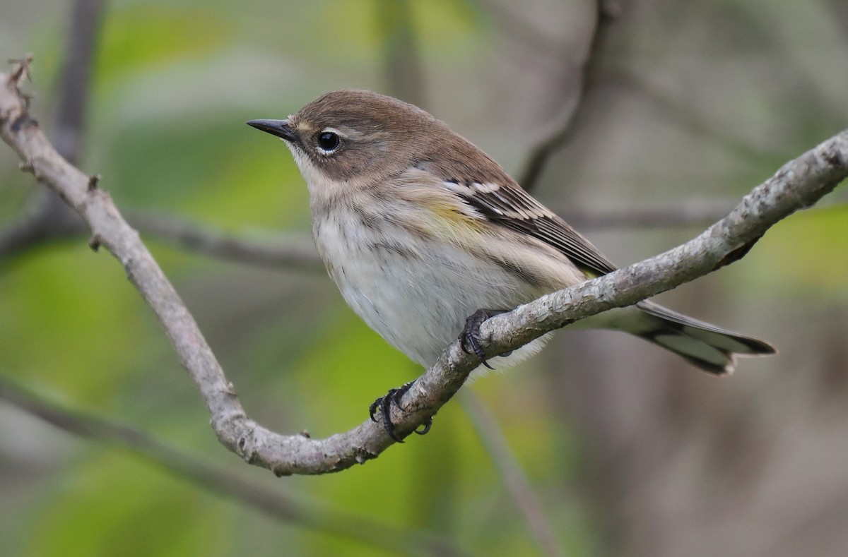 Yellow-rumped Warbler - ML643314440