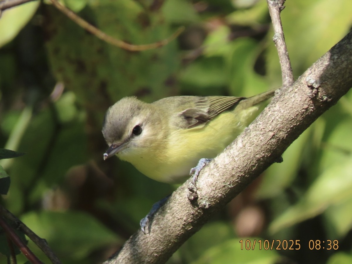 Philadelphia Vireo - ML643314449
