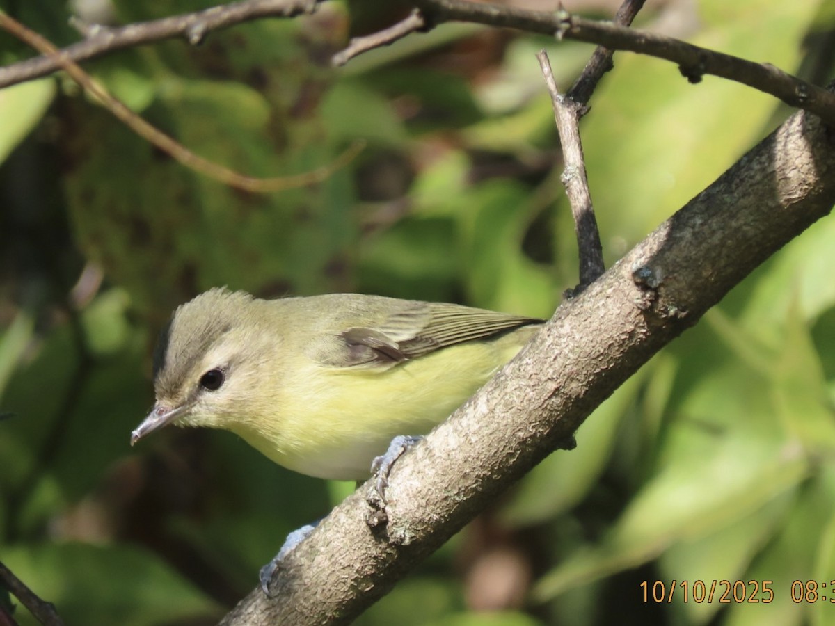 Philadelphia Vireo - ML643314450