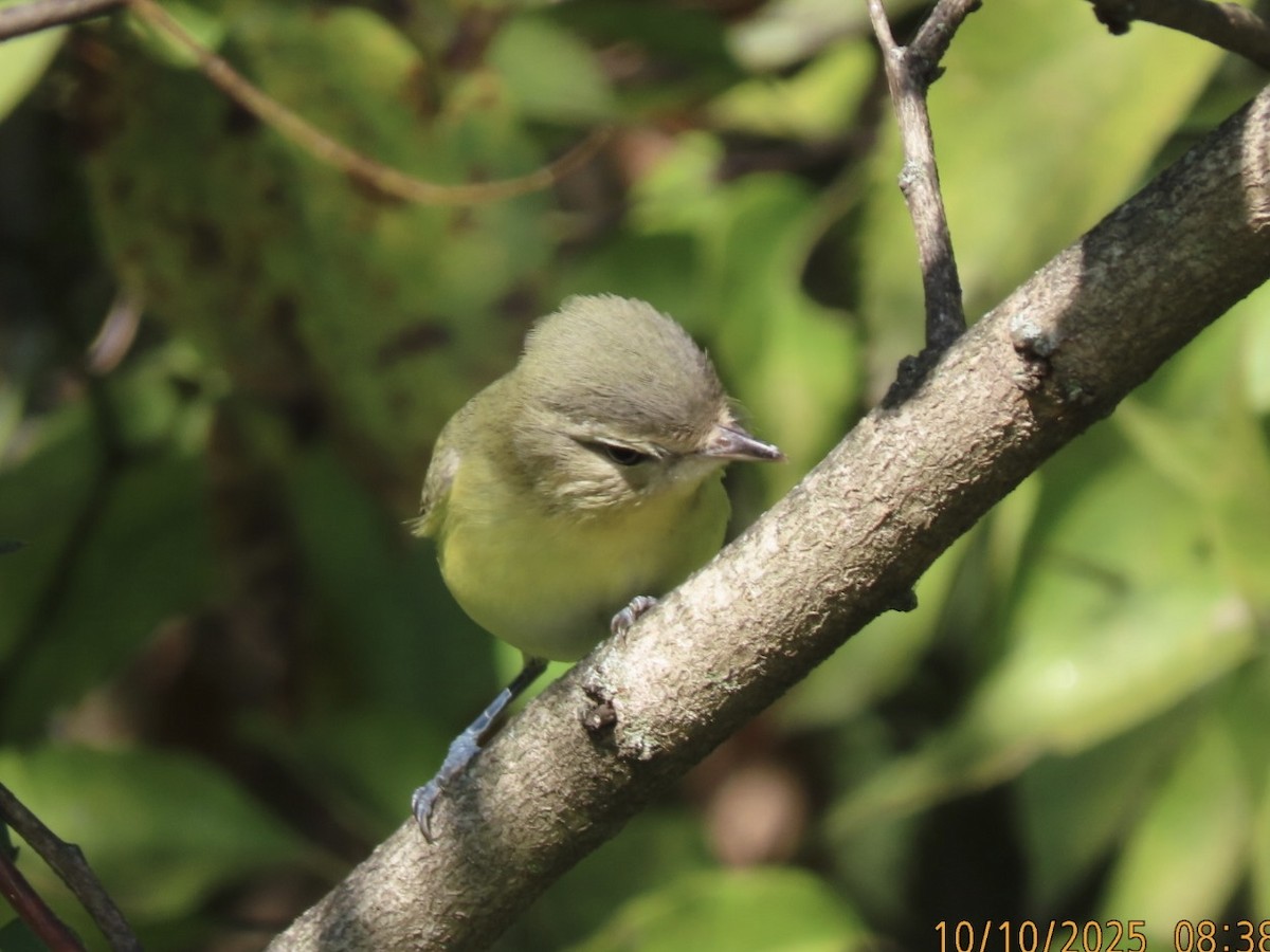 Philadelphia Vireo - ML643314451