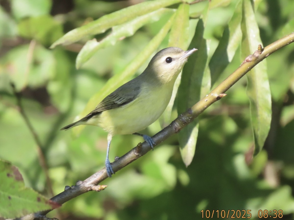 Philadelphia Vireo - ML643314452