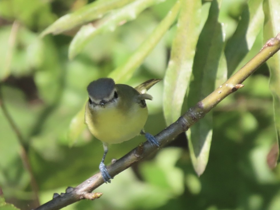 Philadelphia Vireo - ML643314453
