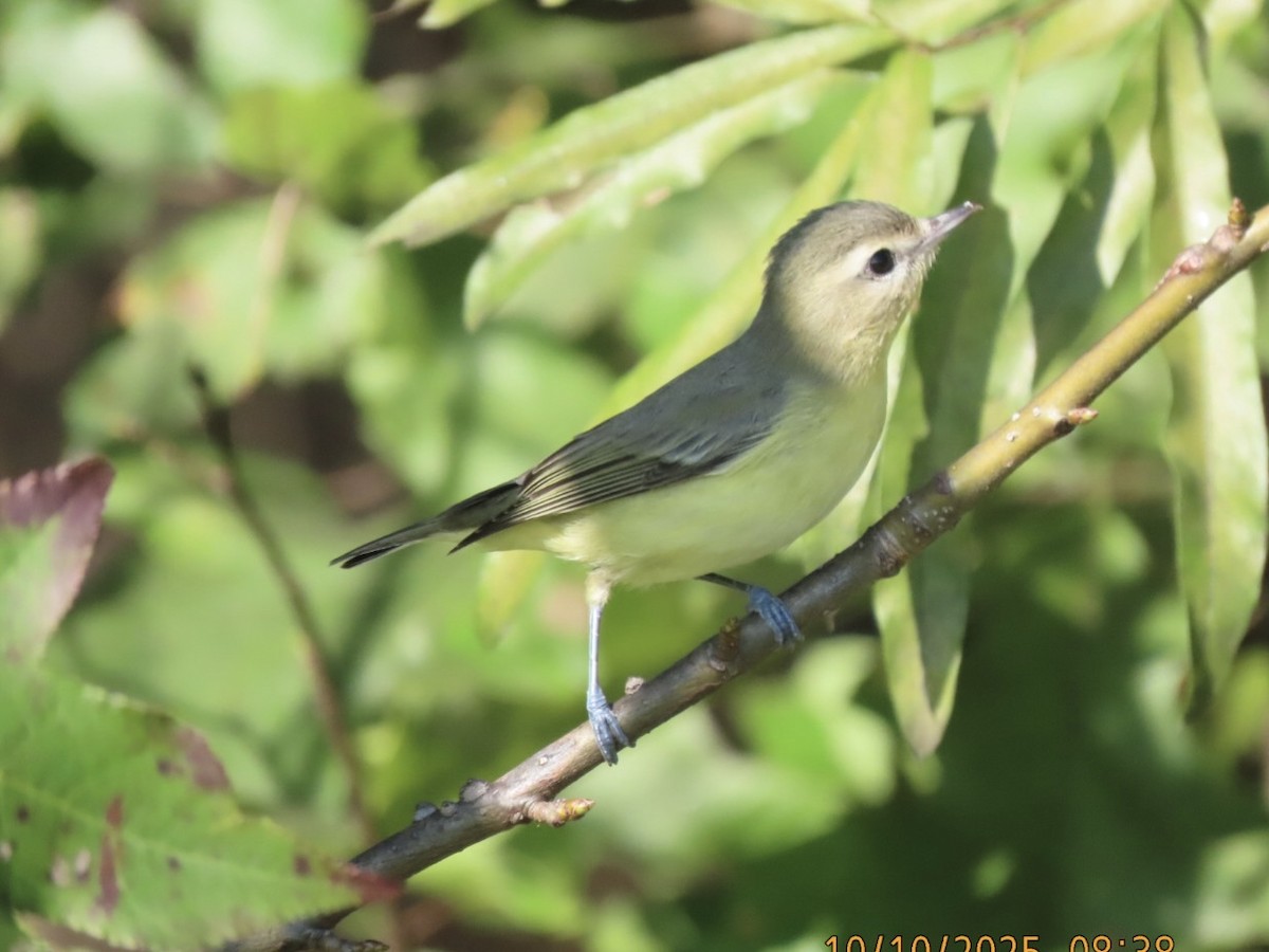 Philadelphia Vireo - ML643314454