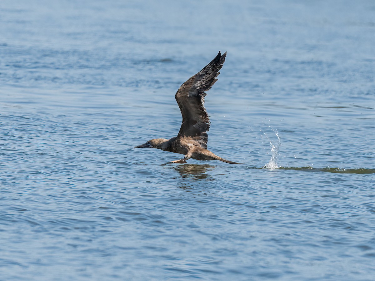 Red-footed Booby - ML643314456