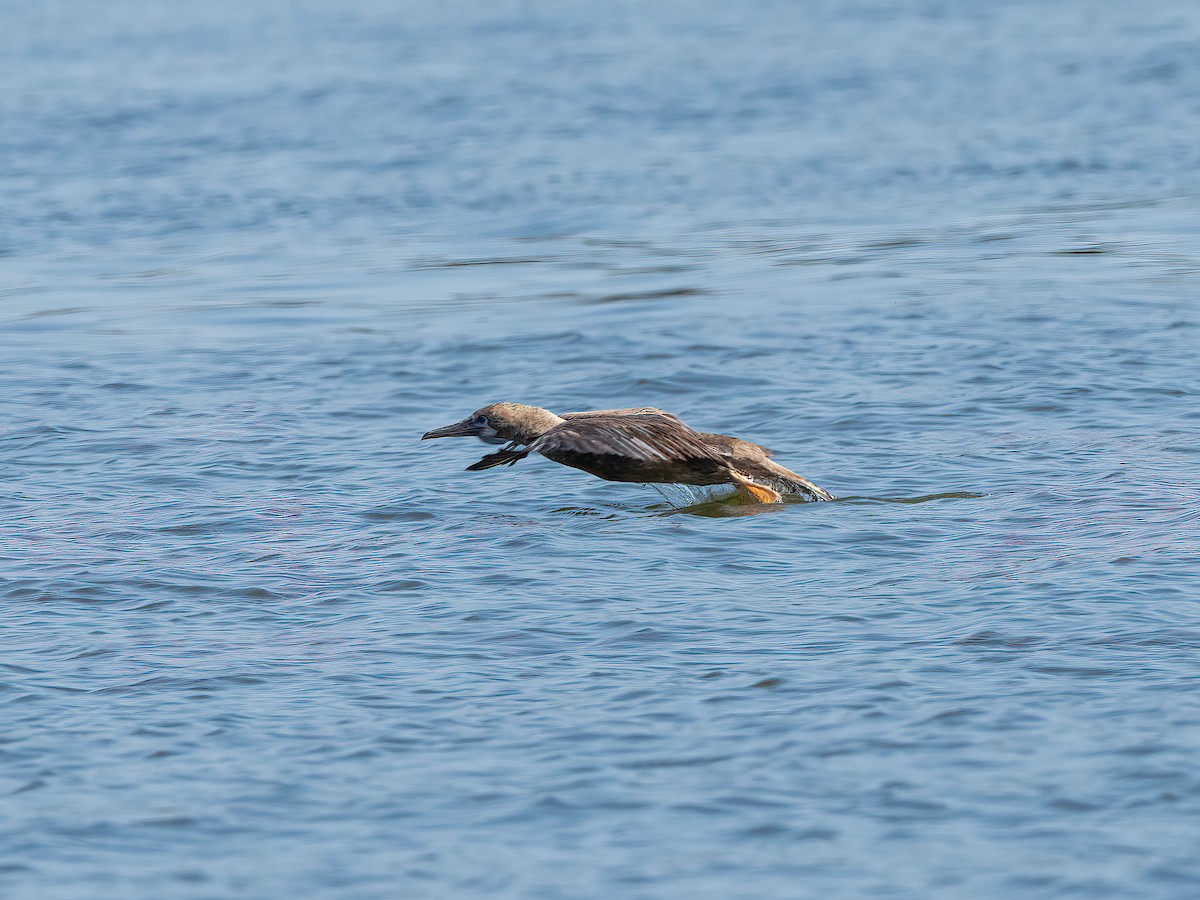 Red-footed Booby - ML643314457
