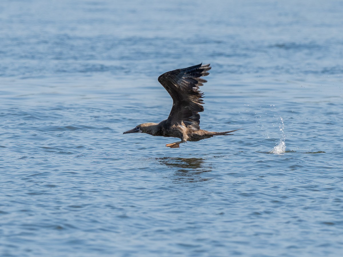 Red-footed Booby - ML643314458