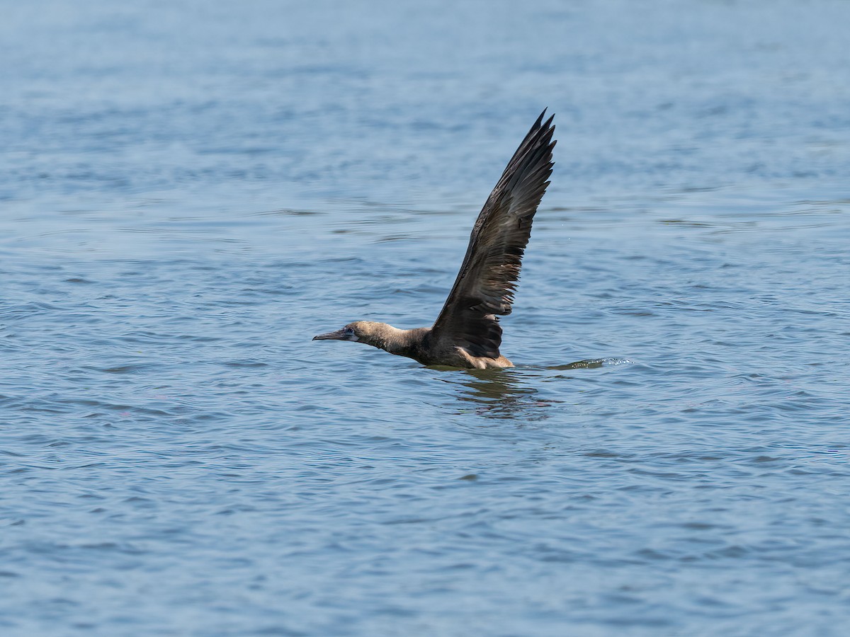 Red-footed Booby - ML643314459