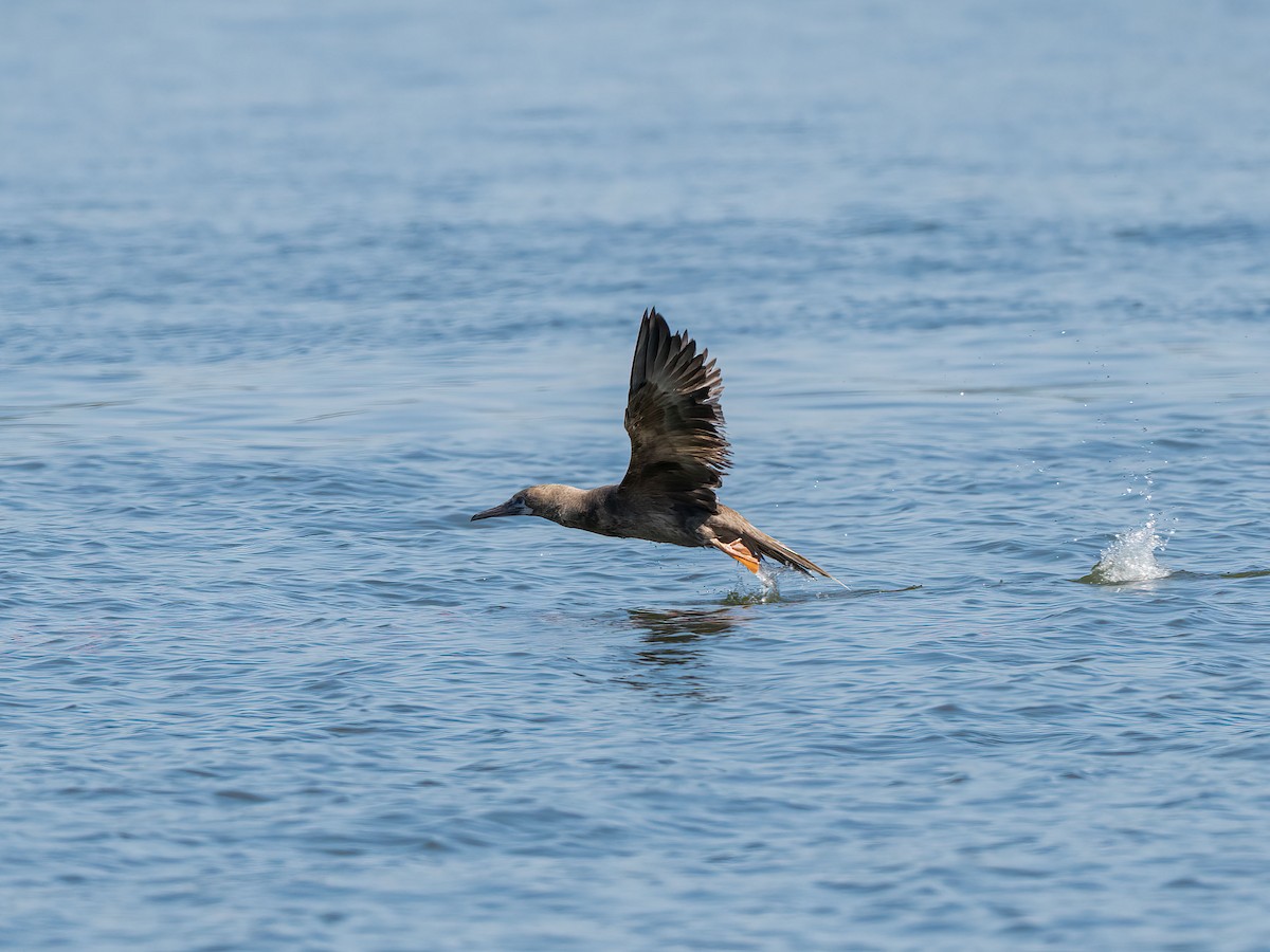Red-footed Booby - ML643314460