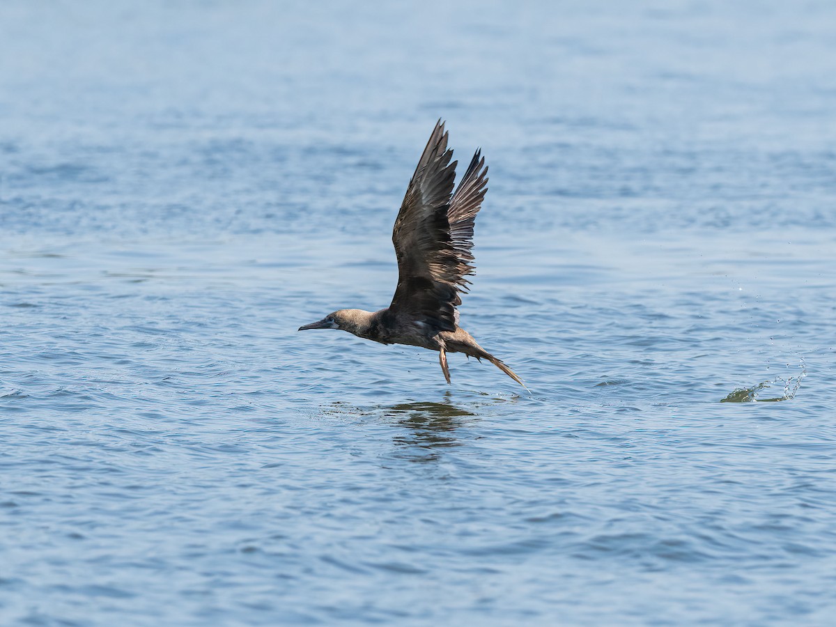 Red-footed Booby - ML643314461