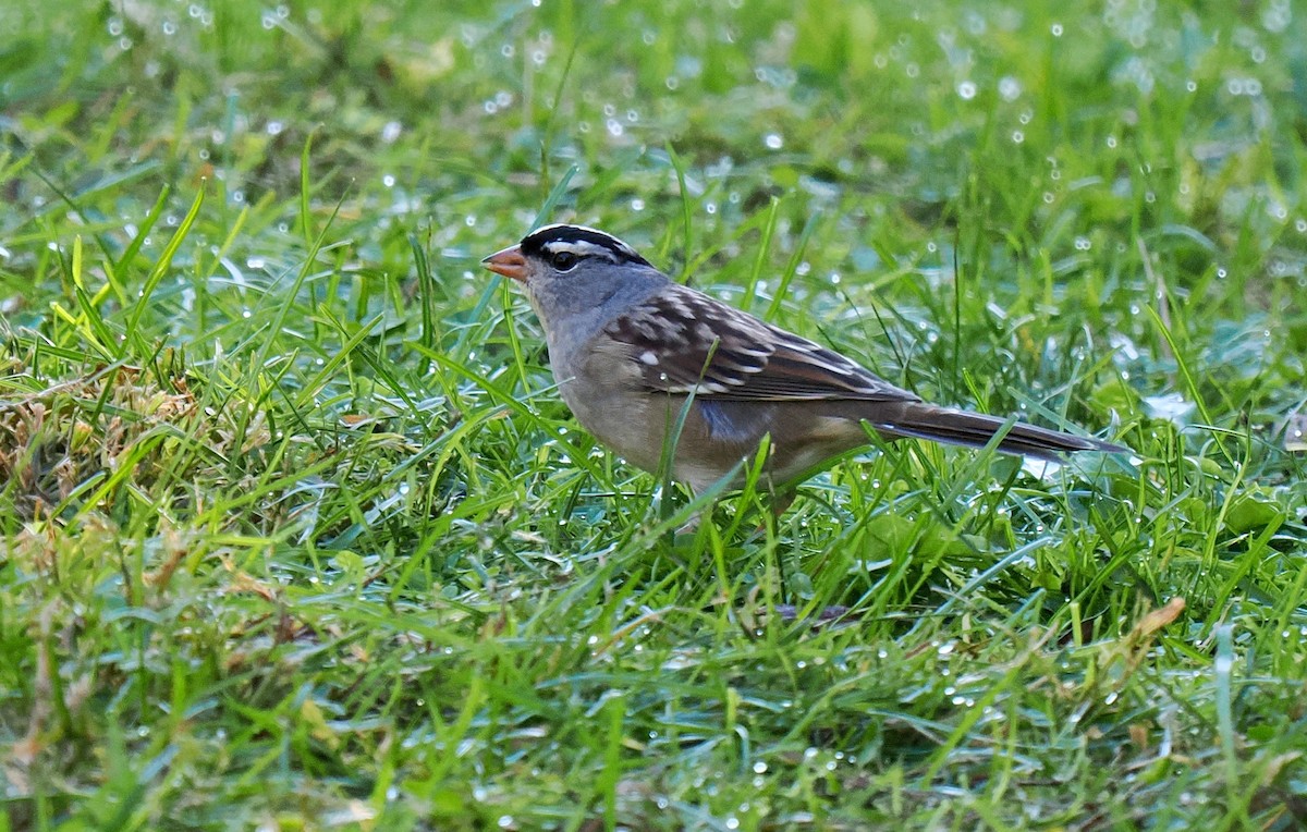 White-crowned Sparrow - ML643314467