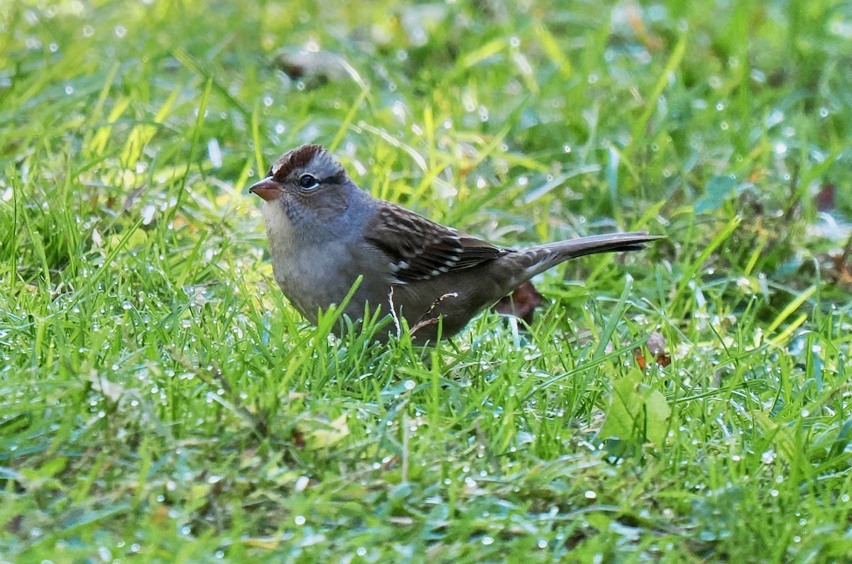 White-crowned Sparrow - ML643314475