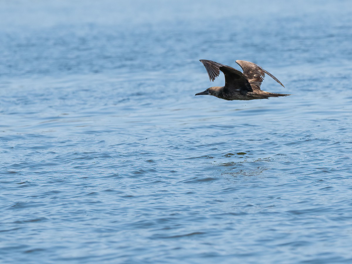 Red-footed Booby - ML643314476