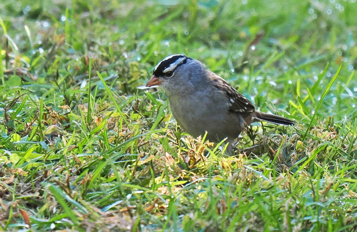 White-crowned Sparrow - ML643314479
