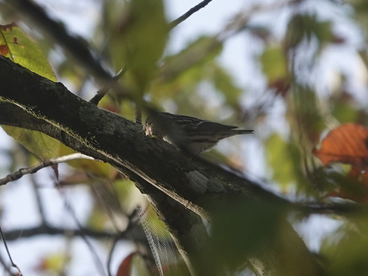 Black-and-white Warbler - ML643314492