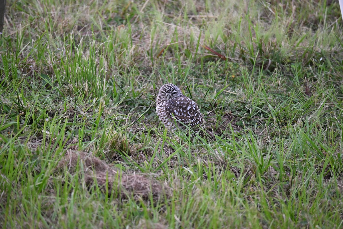 Burrowing Owl - ML643314503