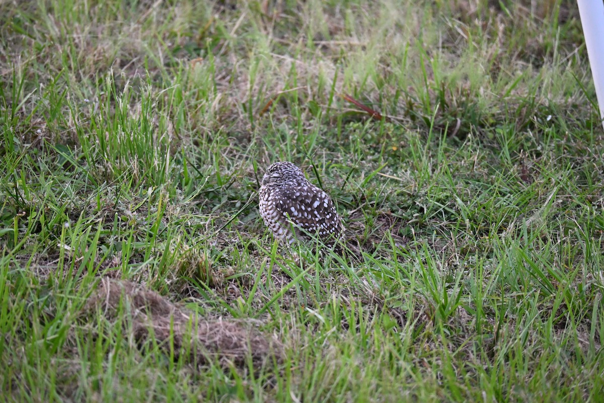 Burrowing Owl - ML643314504