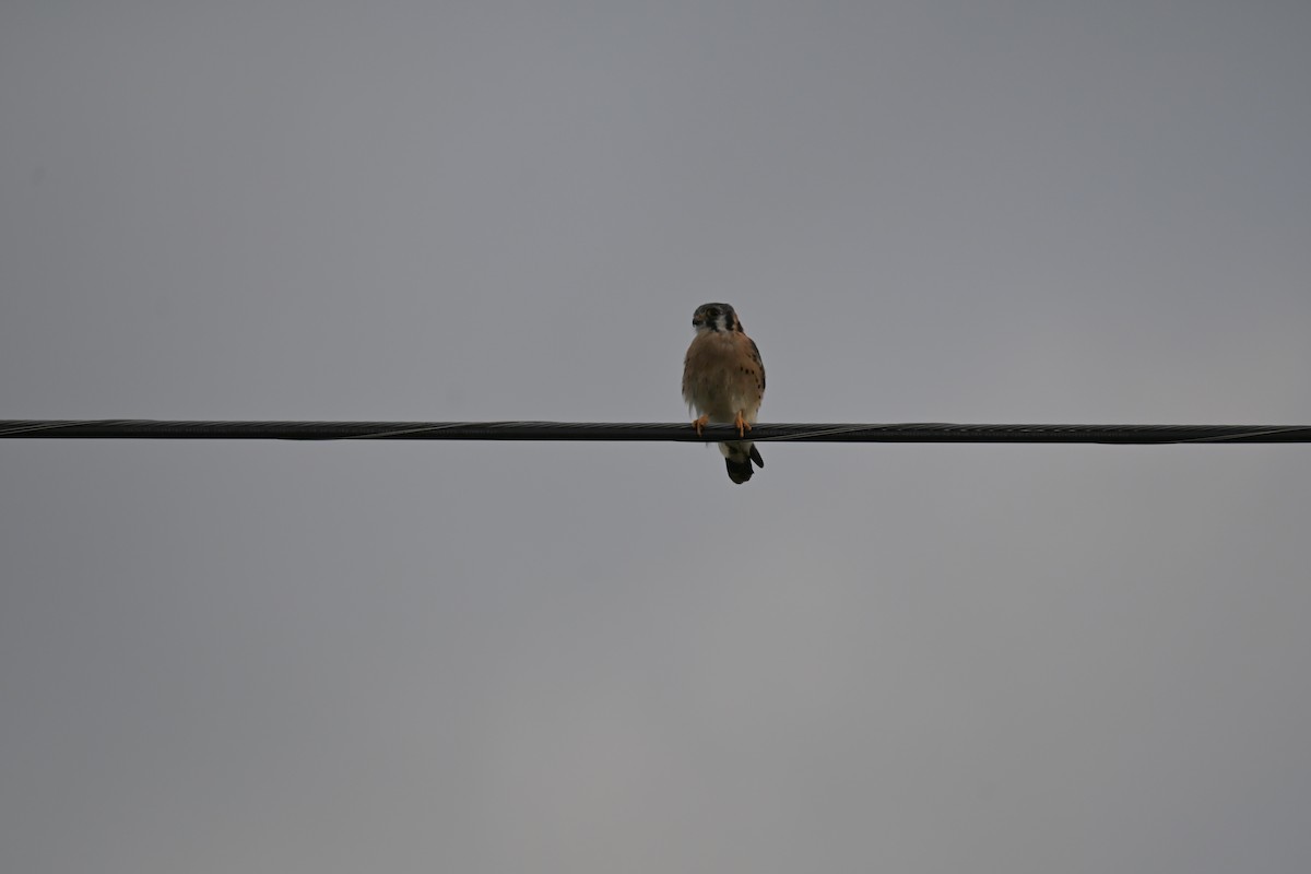 American Kestrel - ML643314511