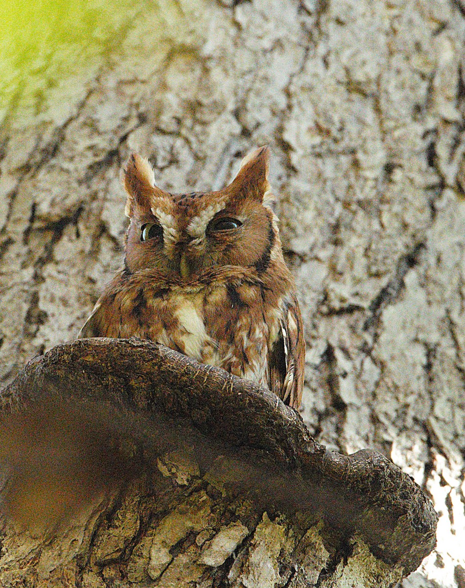 Eastern Screech-Owl - ML643314529