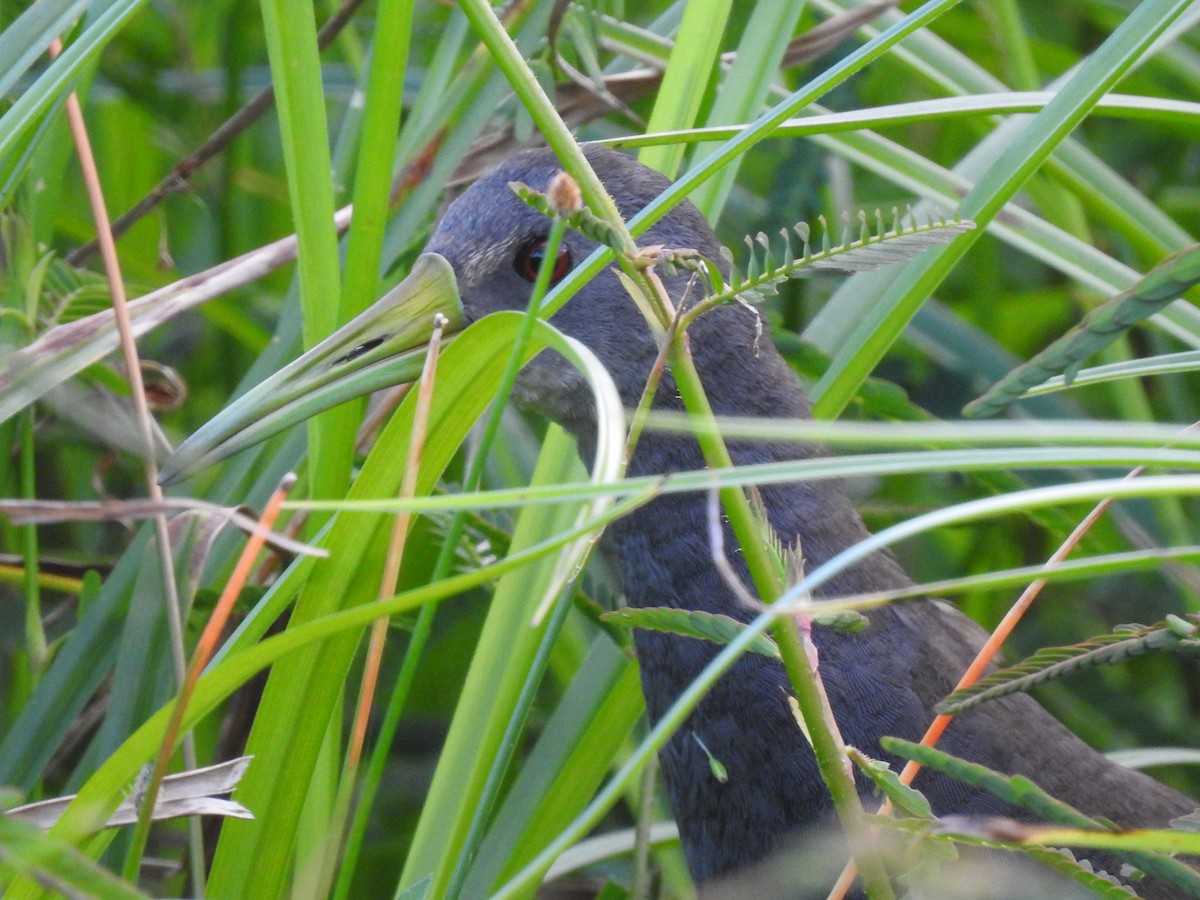 Blackish Rail - ML643314539