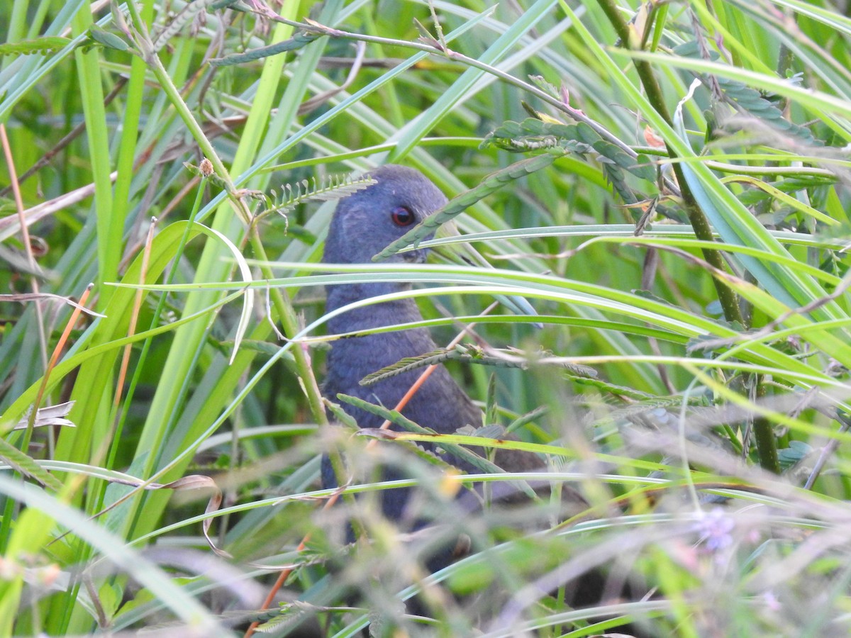 Blackish Rail - ML643314540