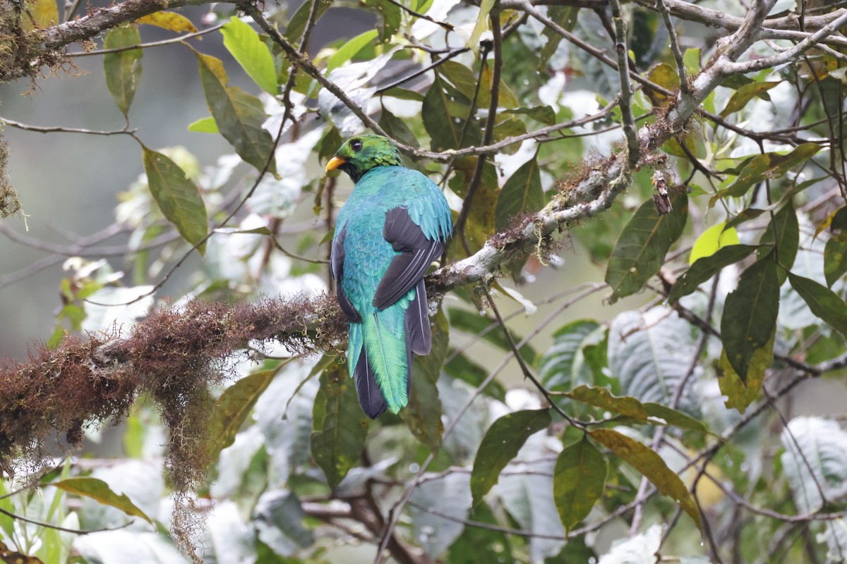 Quetzal doré - ML643314551