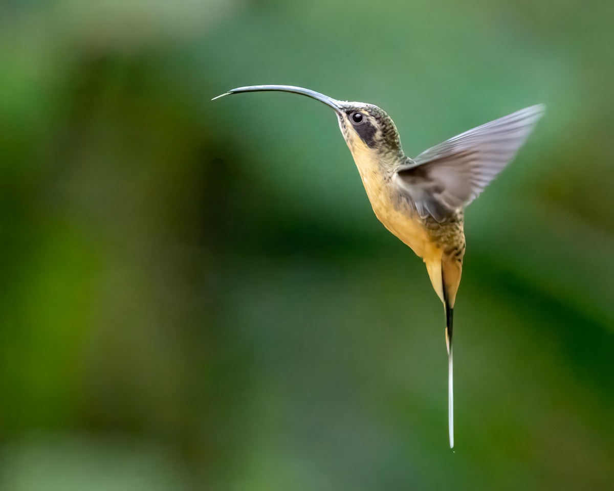 Tawny-bellied Hermit - ML643314563
