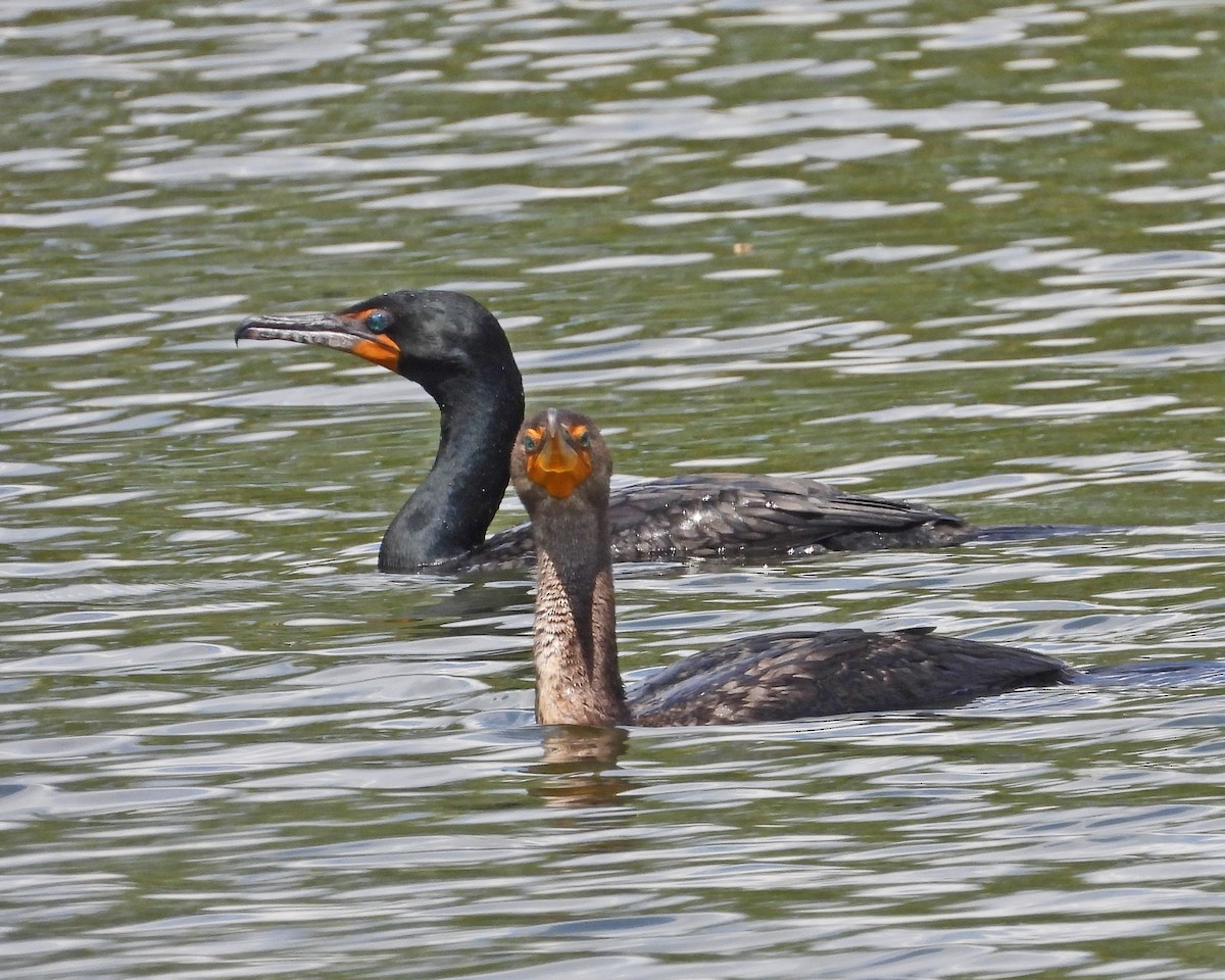 Double-crested Cormorant - ML643314572