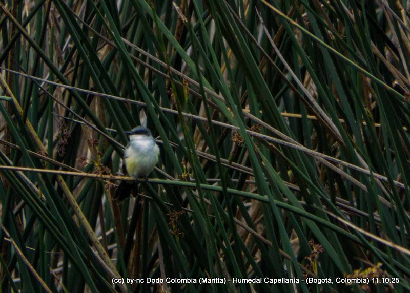 Snowy-throated Kingbird - ML643314584