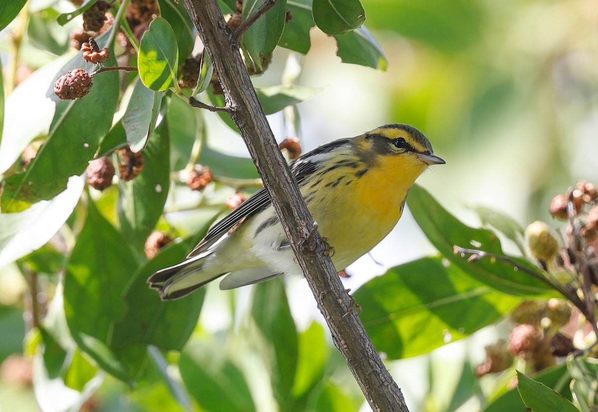 Blackburnian Warbler - ML643314590