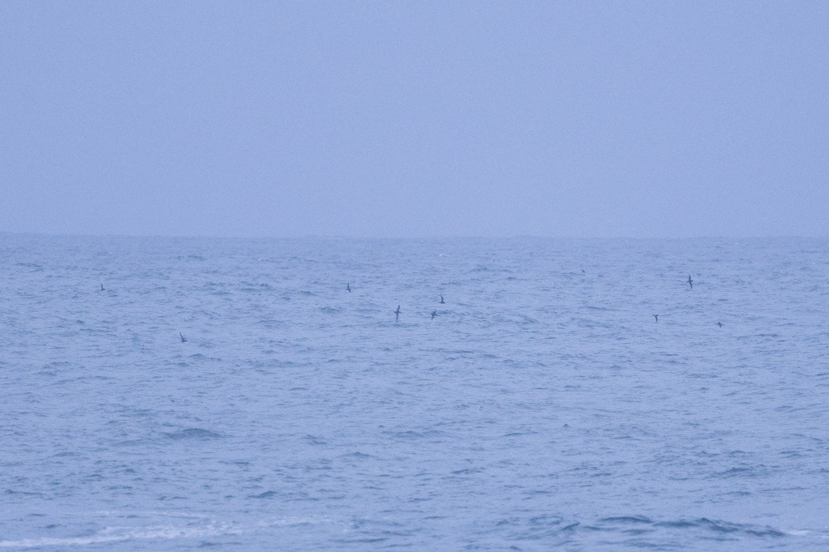Short-tailed Shearwater - ML643314593