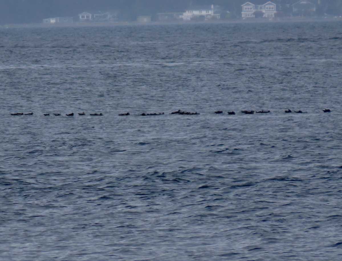 Short-tailed Shearwater - ML643314595