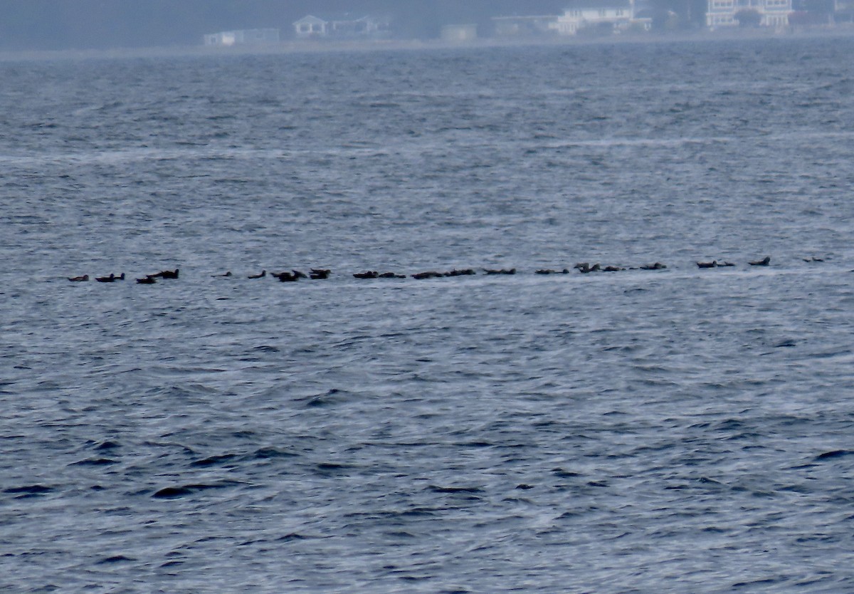 Short-tailed Shearwater - ML643314596