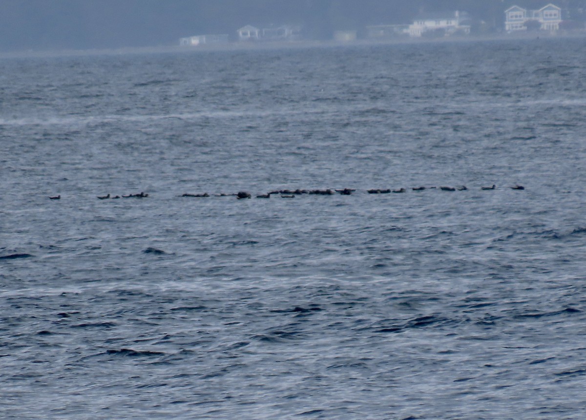 Short-tailed Shearwater - ML643314598