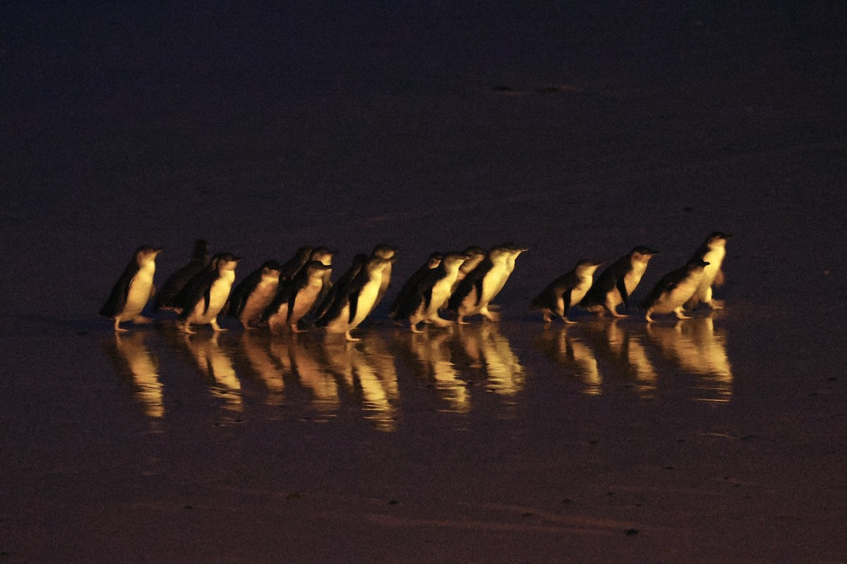 Little Penguin - ML643314600