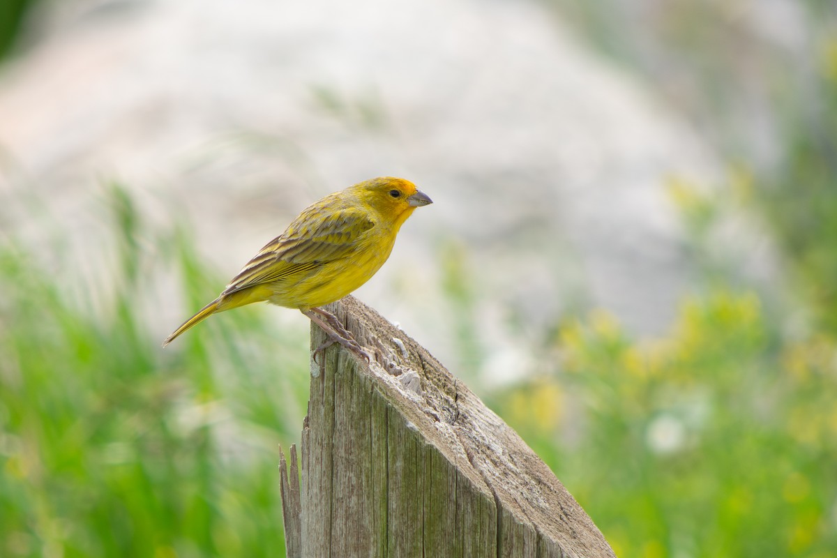 Saffron Finch - ML643314612