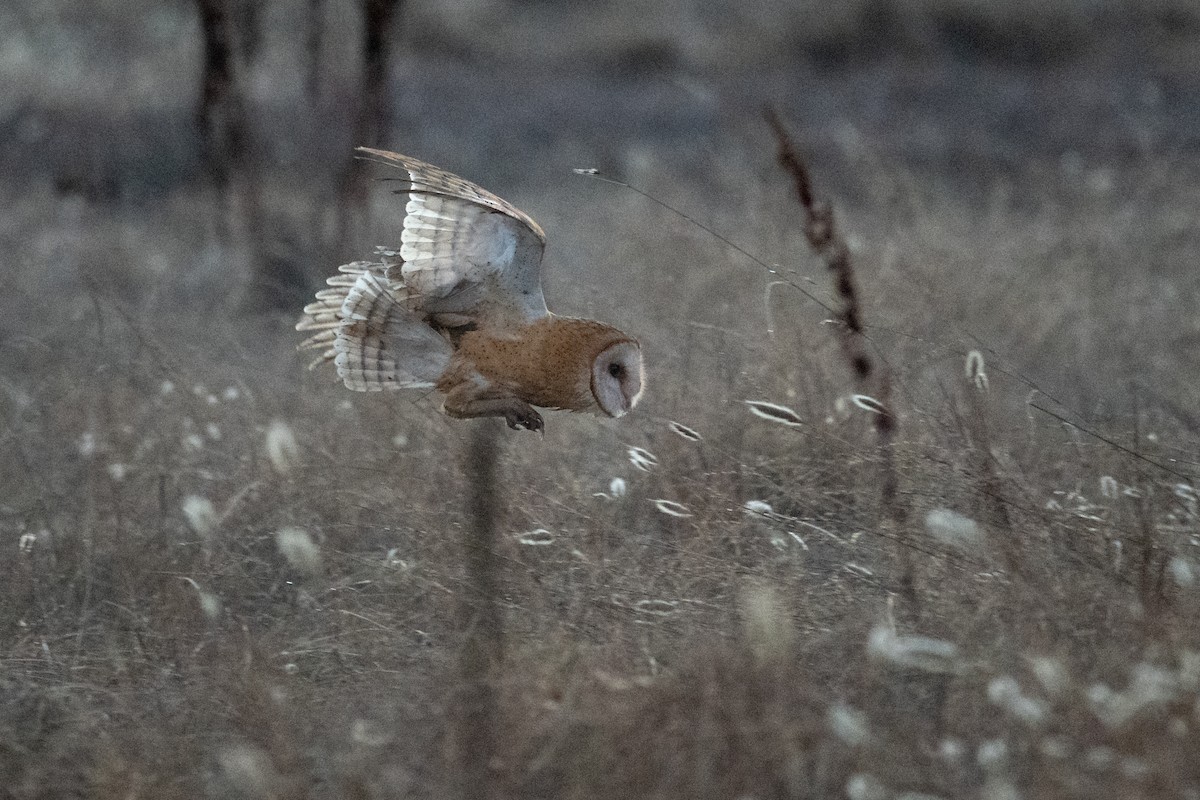 American Barn Owl - ML643314615