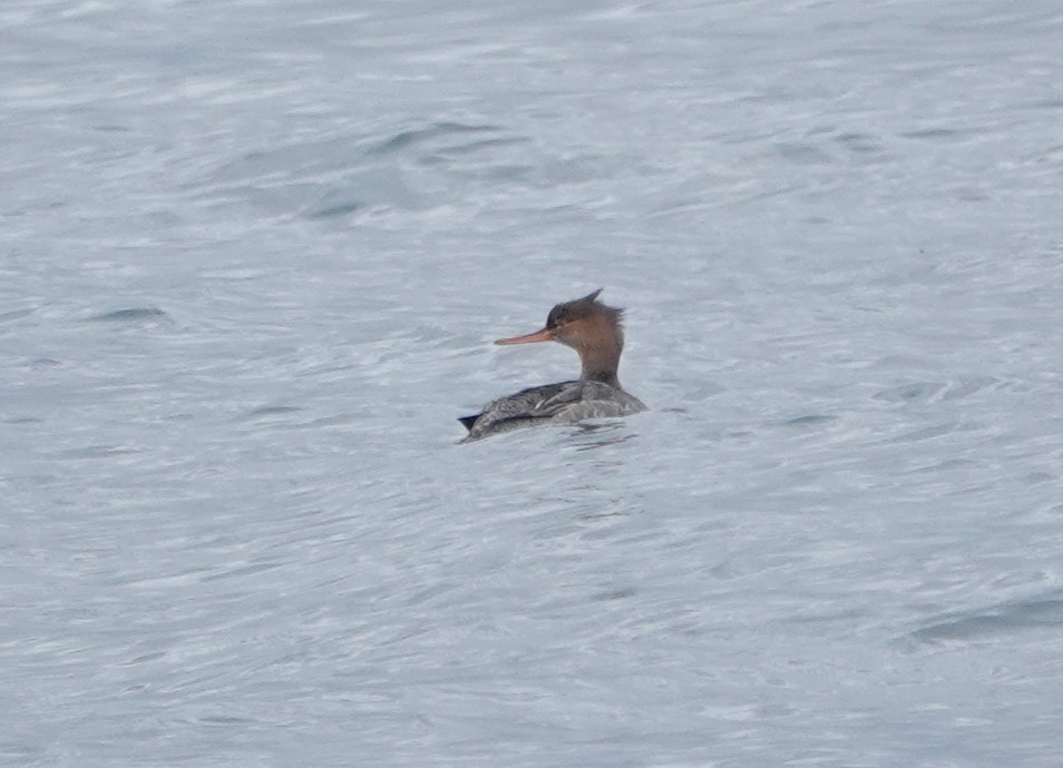 Red-breasted Merganser - ML643314620