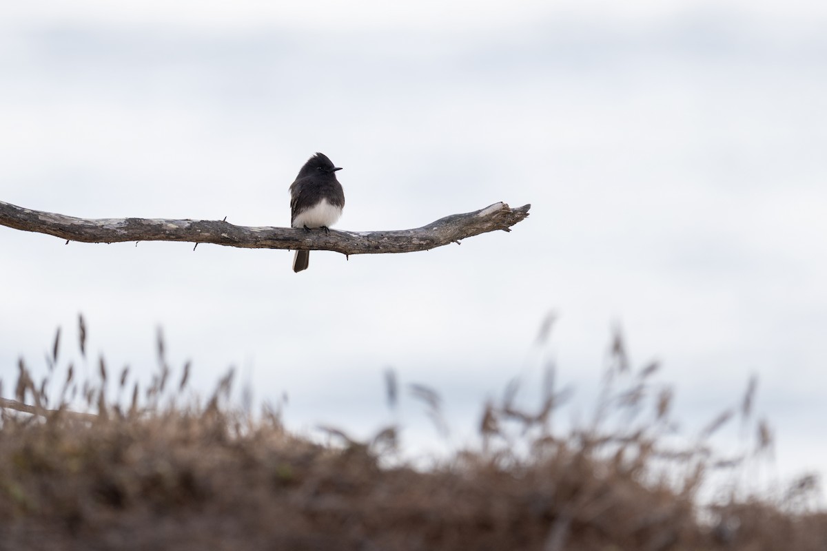 Black Phoebe - ML643314625