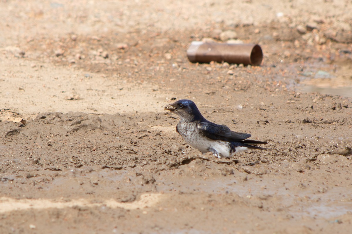 Gray-breasted Martin - ML643314626